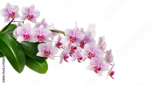 A blooming white pink orchid of genus phalaenopsis, variety Rotterdam isolated on white