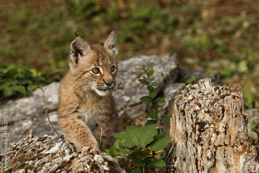 Obraz premium Juvenile Canada Lynx.