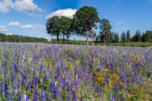 Wallpaper Mural A field of Candle Larkspur flowers near Silverton, Oregon Torontodigital.ca