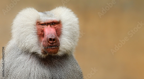 Adult old baboon monkey (Pavian, Papio hamadryas) close face expression observing staring vigilant looking at camera with brown bokeh background out focus. Hairy adult baboon with silver grey hair.