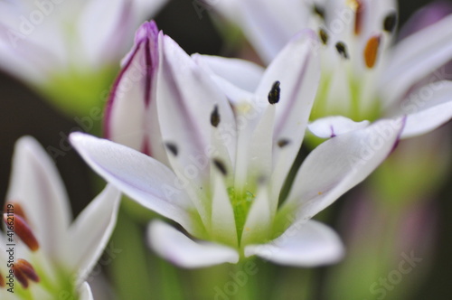 close up of white flower