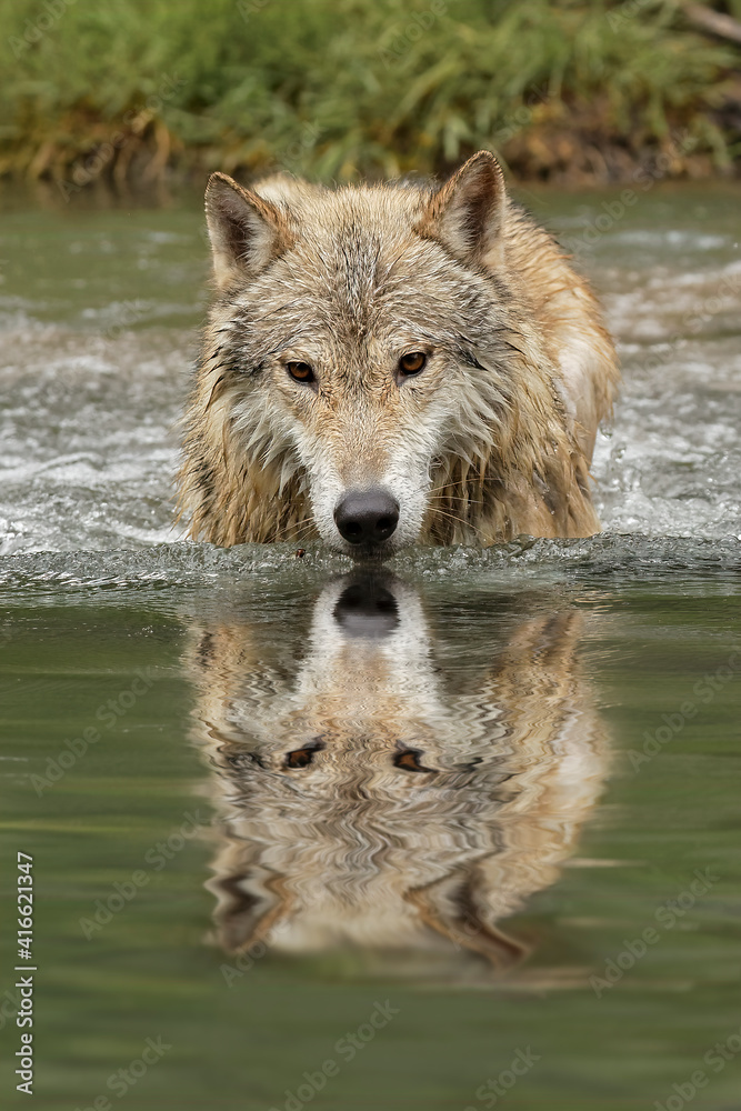 Obraz premium Timber Wolf portrait in small stream.