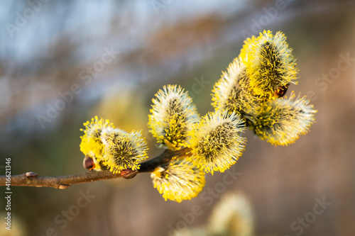 Young fluffy yellow buds on willow twigs. Nature macro photography