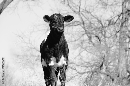 beef calf standing in the winter field in black and white.