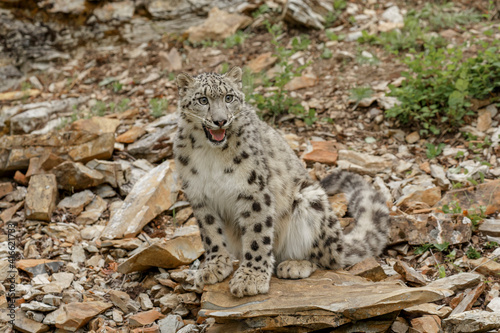 Snow Leopard  threatened species  native to central and south Asia.