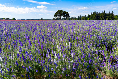 A field of Candle Larkspur flowers near Silverton, Oregon