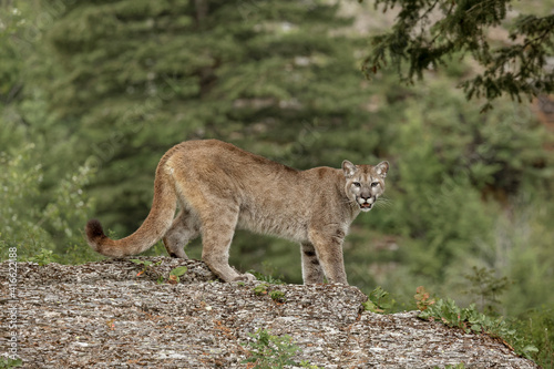 Mountain Lion, Puma.