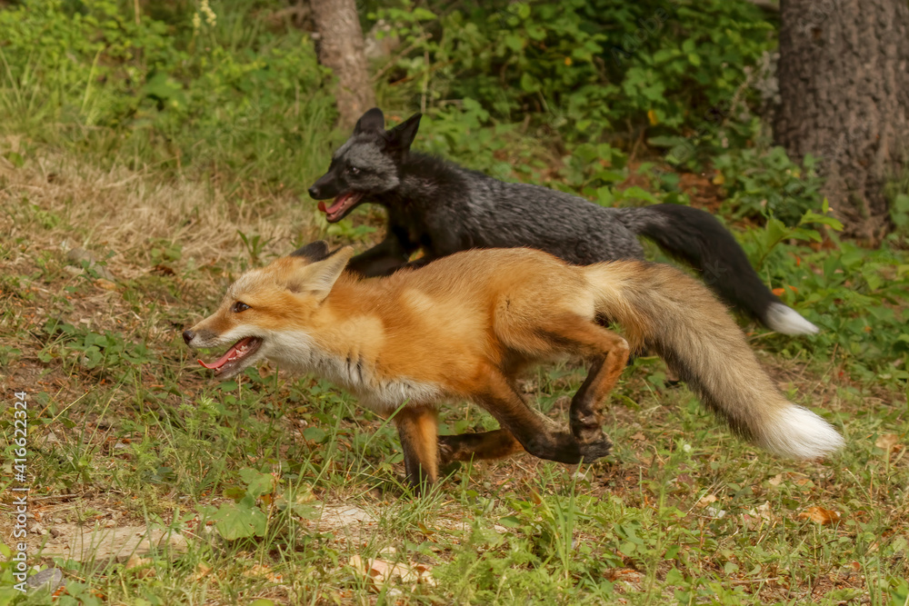 Silver Fox, a melanism form of the red fox, running with a red fox. Silver Fox, a melanism form of the red fox, running with a red fox.