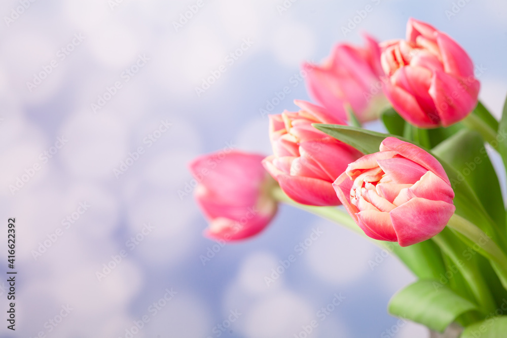 bouquet of pink tulips with light edging on a blue background with bokeh. Congratulations on women's day, mother's day, birthday. Gentle spring nature background with pink tulip flowers.