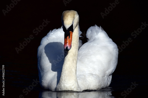 Cygne tuberculé / Knobbelzwaan / Mute swan / Höckerschwan (Cygnus olor) photo