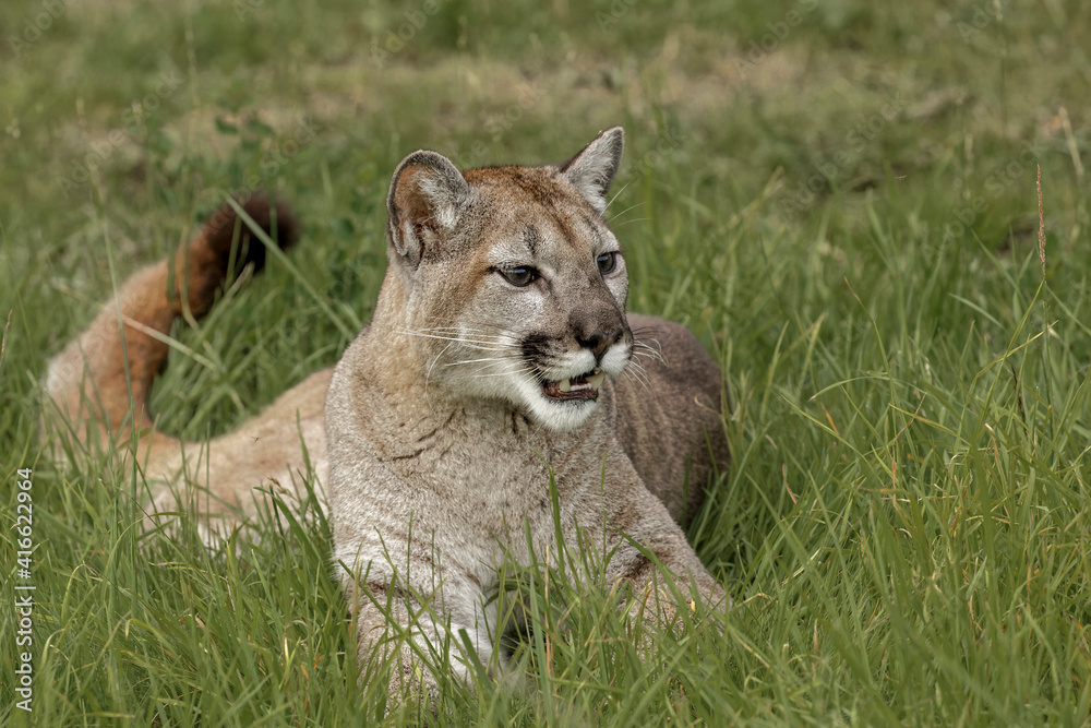 Mountain Lion, Puma. Mountain Lion, Puma.