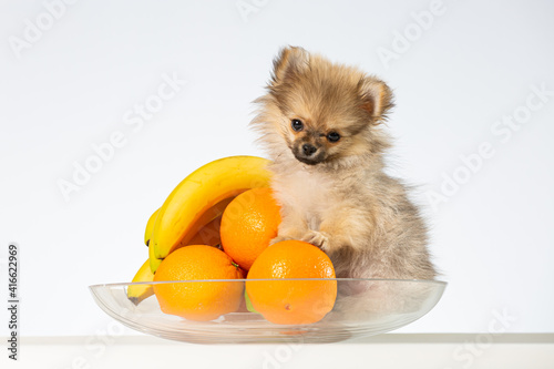 Tiny dog pup sitting in a fruit bowl, head tilted on a white background photo