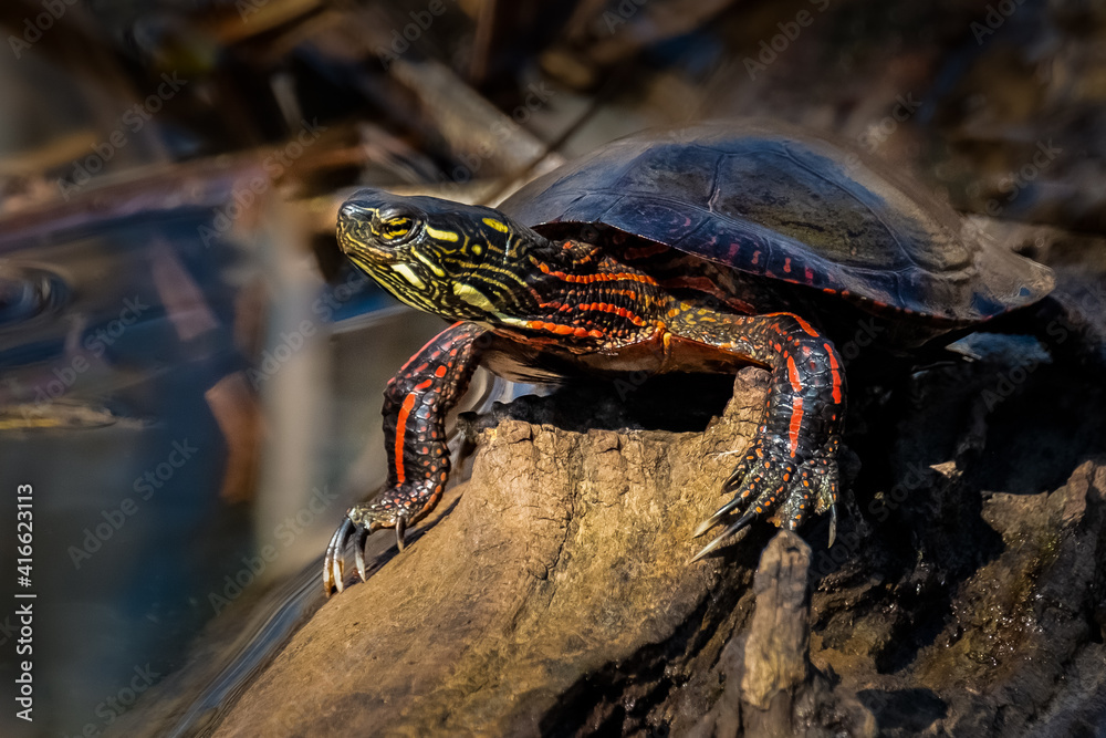 Painted Turtle (Chrysemys picta) in the summer sun on a log.