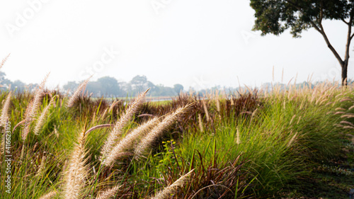 Roadside grass flowers in t...