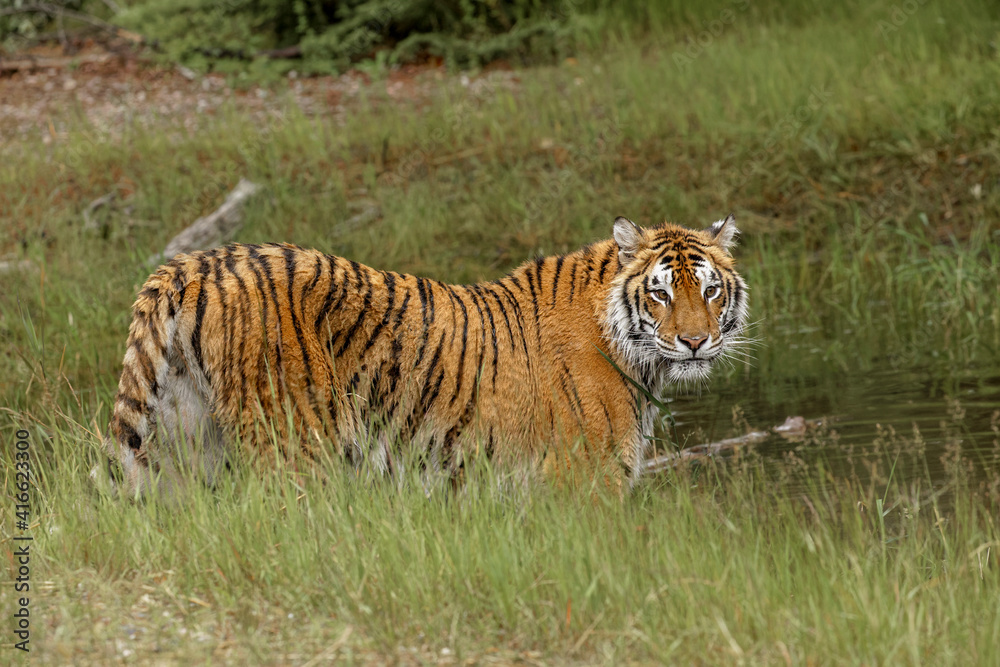 Bengal Tiger along edge of small pond, endangered species. Bengal Tiger along edge of small pond, endangered species.