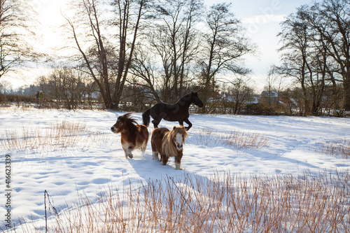 Fototapeta Naklejka Na Ścianę i Meble -  Zwei Pony's und ein Friesen Pferd laufen auf dem Schneefeld, toben und freuen sich der Freiheit