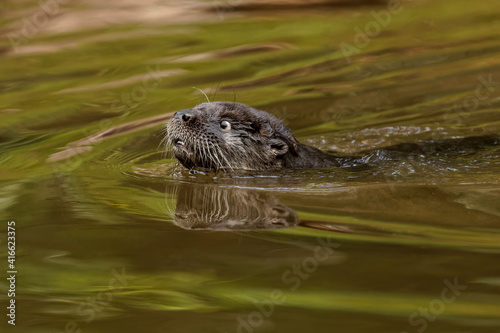 North American River Otter.