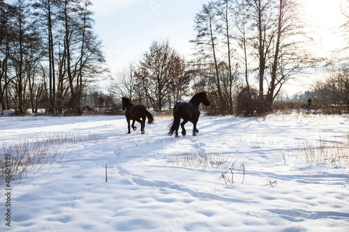 Zwei Friesen Pferde laufen auf dem Schneefeld in der Freiheit