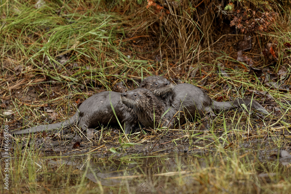 North American River Otter. North American River Otter.