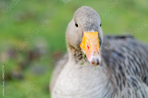 Closeup on a head of beautiful greylag goose walking on the pavement. brown patterned big bird in the park looking for food  the largest and bulkiest of the wild geese native to the UK and Europe
