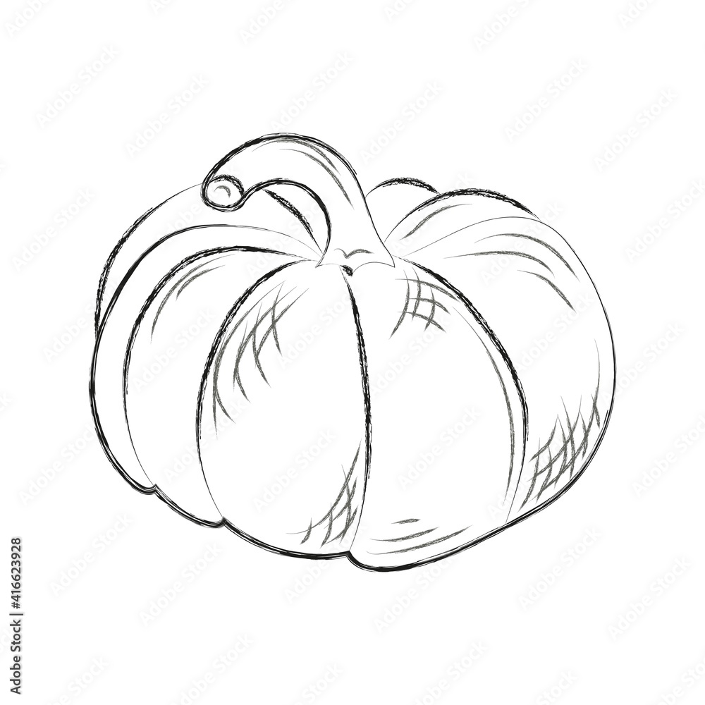 Pumpkin. Vegetarian, vegan, healthy food. Black and white hand drawn charcoal drawing. Vector illustration. Isolated on white. Pumpkin. Vegetarian, vegan, healthy food. Black and white hand drawn charcoal drawing. Vector illustration. Isolated on white.