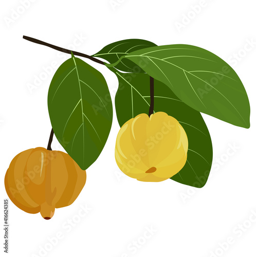 garcinia Vector stock illustration. Tamarin on the tree is used in medicine and for weight loss. Garcinia extract. The citrus fruit is yellow in color and has green tropical leaves. Isolated on a whit