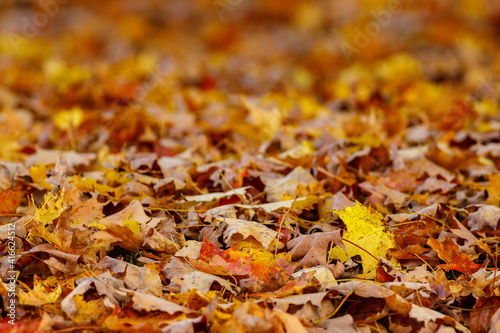 Fallen Leaves