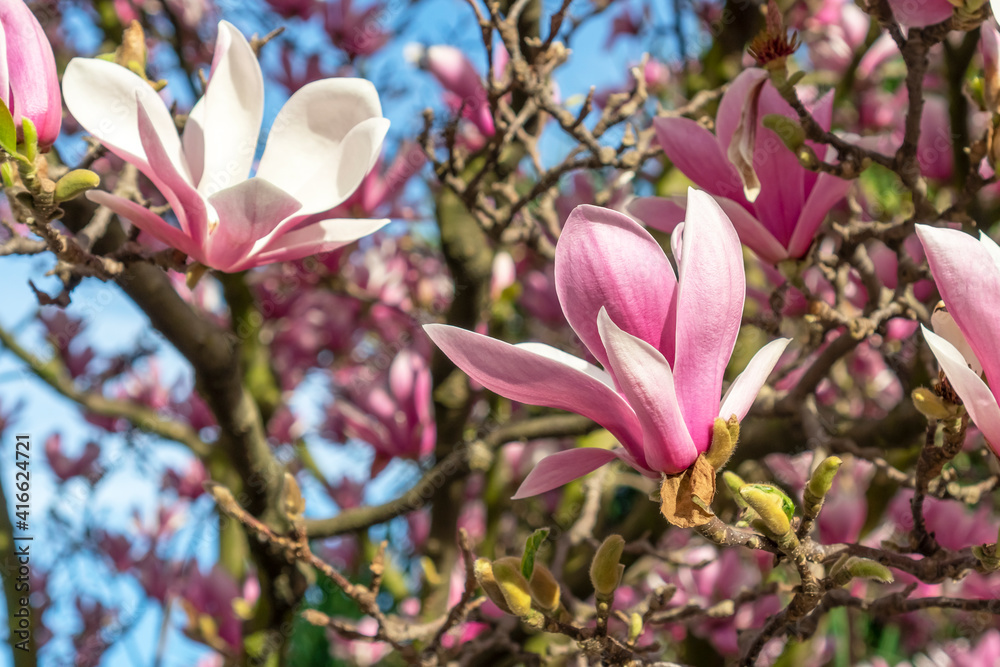 Beautiful flower close up. Blooming magnolia tree.