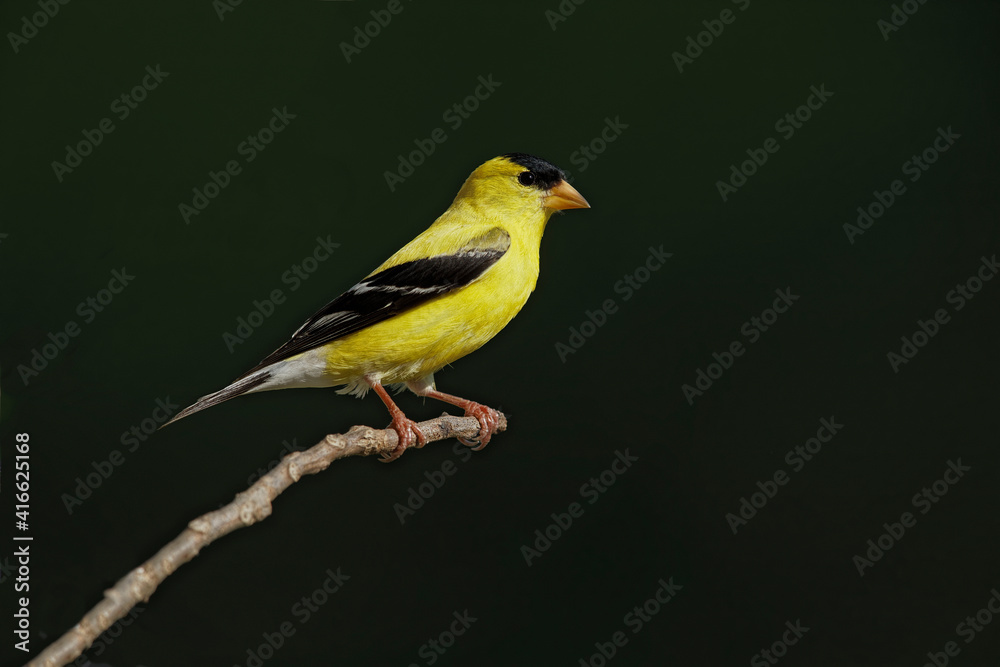 Fototapeta premium Male American Goldfinch.