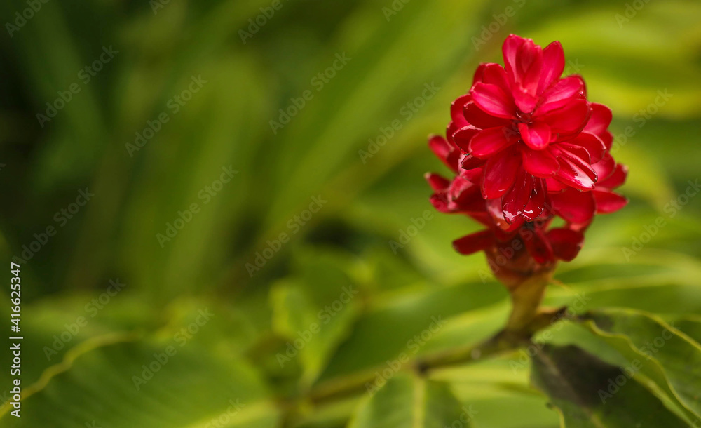 Flora of the Peruvian jungle. Red flower among the green leaves of the jungle. Alpinia purpurata.