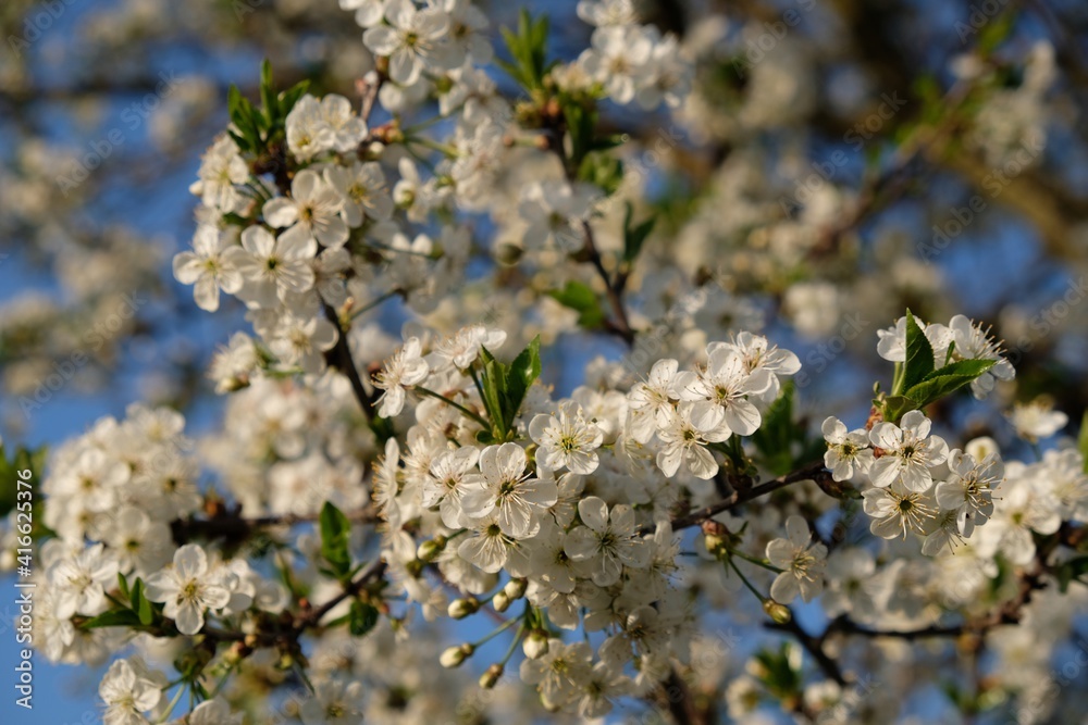 Blossoming plum tree - branch with flowers of fruit tree in spring Blossoming plum tree - branch with flowers of fruit tree in spring