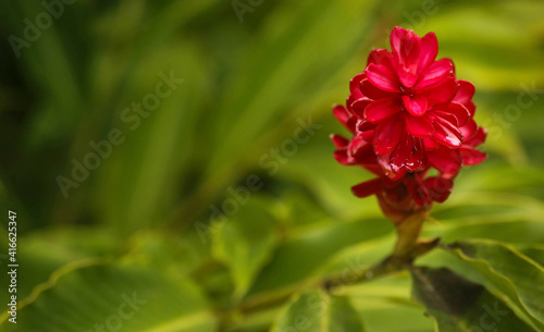 Flora of the Peruvian jungle. Red flower among the green leaves of the jungle. Alpinia purpurata.