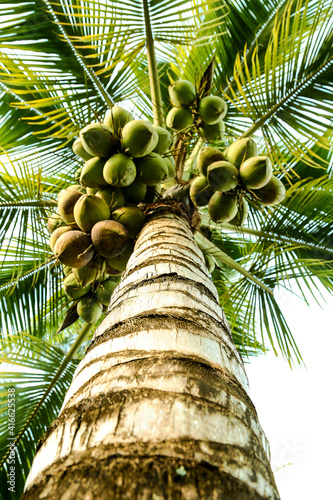 Palm tree with immature green coconuts on it. Views from below. Cocos nucifera.