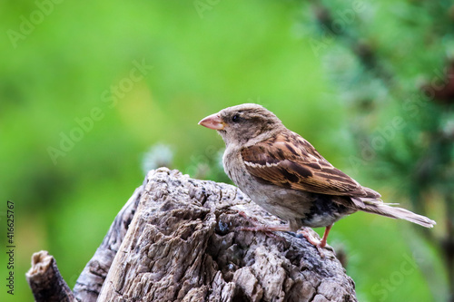 Sparrow bird perched sitting on tree. Male house sparrow songbird (Passer domesticus) sitting and singing on tree trunk amidst green leaves close up photo. Bird wildlife scene.