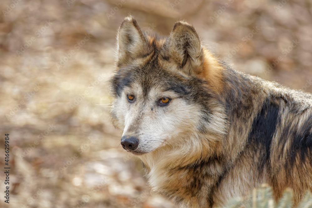Mexican Wolf.