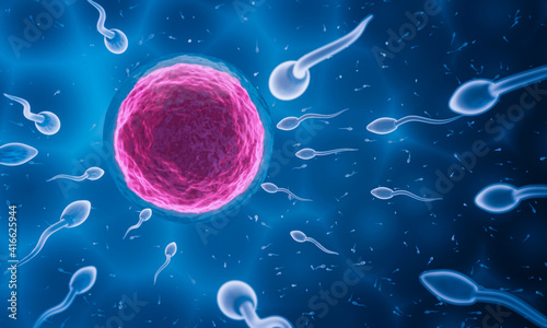 The sperm is directed towards the egg. To do human mating. A pre-fertilization model between an egg and a sperm. 3D Rendering