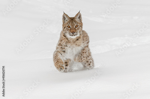 Juvenile Siberian Lynx running through fresh snow.