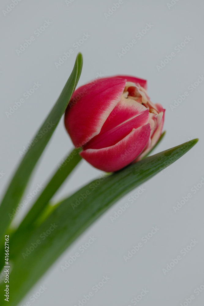 Fototapeta premium spring tulip flowers march rabbit