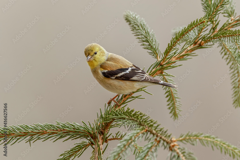 Obraz premium American Goldfinch in winter plumage.