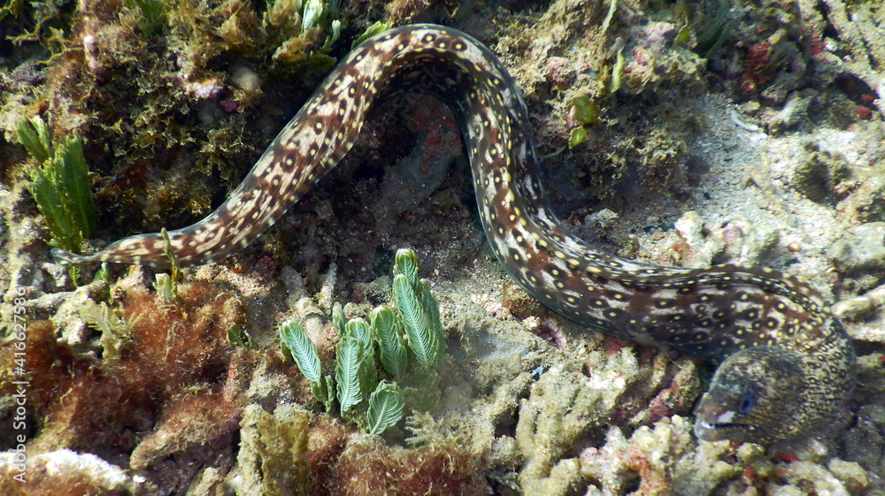 Costa Rica Pacific sea life Costa Rica Pacific sea life