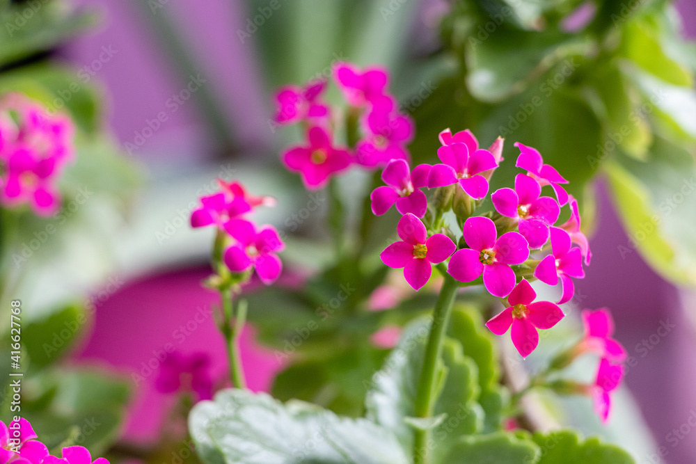 Close up of a Kalanchoe blossfeldiana in bloom