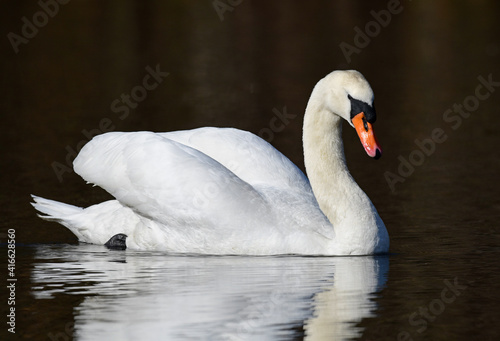 Cygne tuberculé / Knobbelzwaan / Mute swan / Höckerschwan (Cygnus olor) photo