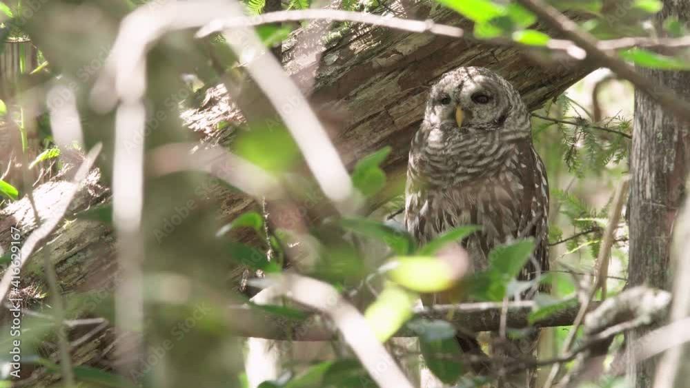 barred owl turning head in cypress forest barred owl turning head in cypress forest