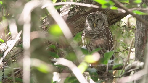 barred owl in cypress forest slowly closing eyes photo