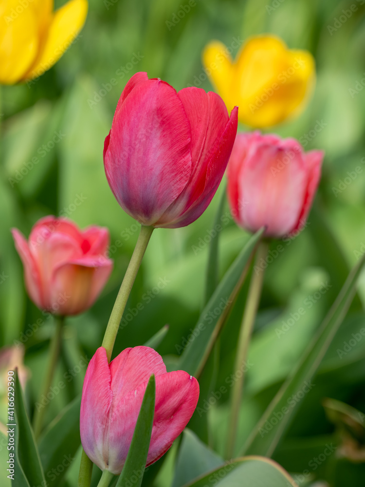 Fototapeta premium Flowers