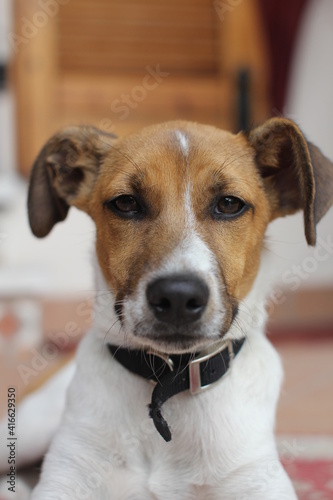 Close up of a very sweet little dog. Small dog posing for a portrait. Puppy with intense gaze looks into camera. Photo of a sweet jack russel in the garden.