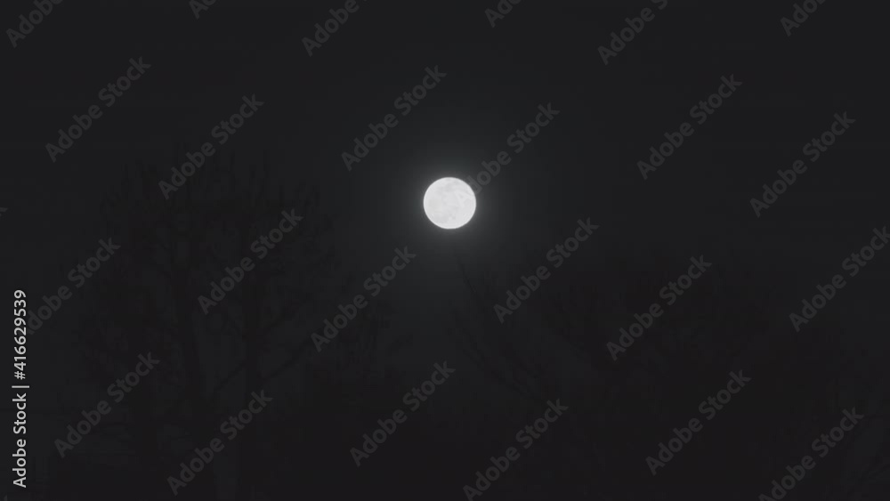 Bright White Full Moon On Dark Evening Sky Above Trees In Forest. - Low Angle Shot, Static Shot
