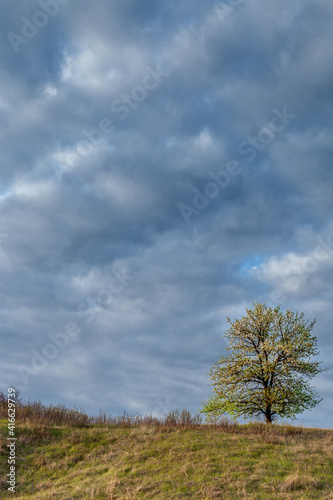 Lonely flowering tree in the meadow against the background of the cloudy sky