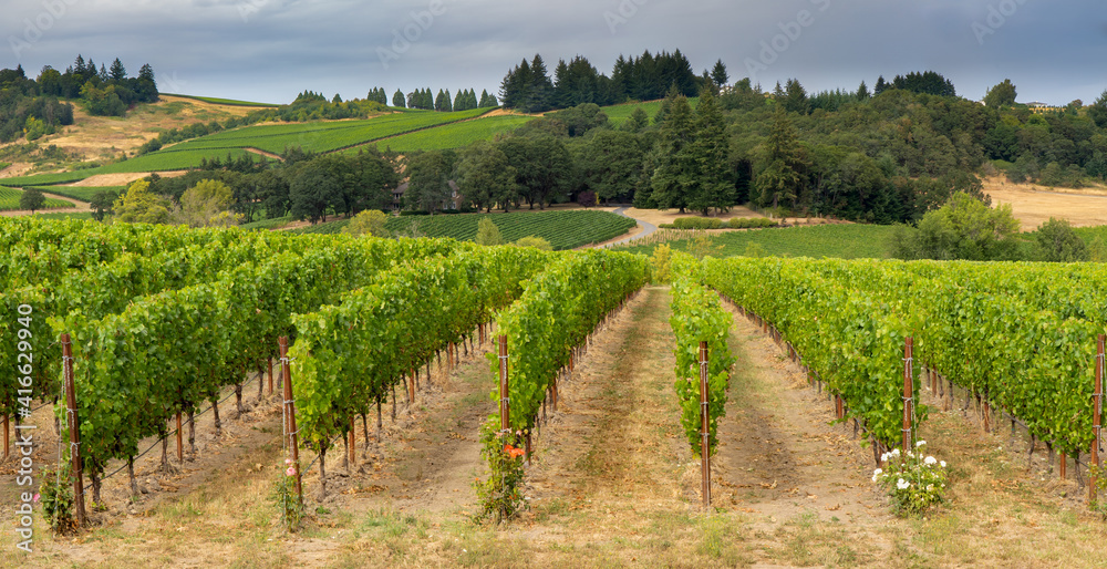 A beautiful vineyard in rolling hills near Lincoln Oregon