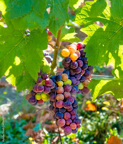 Wallpaper Mural Bunches of Colorful Pinot Noir grapes on the vine.  Pinot noir is a red wine grape variety of the species Vitis vinifera. Torontodigital.ca